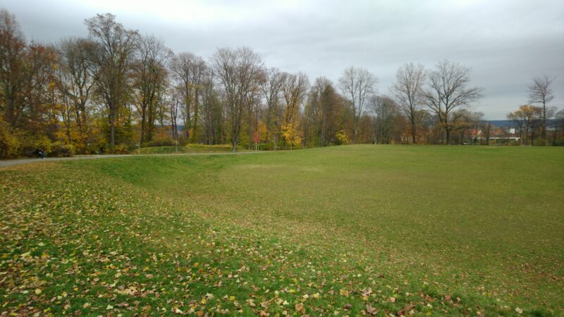 Der Wald auf der Seite zum Leutewitzer Park