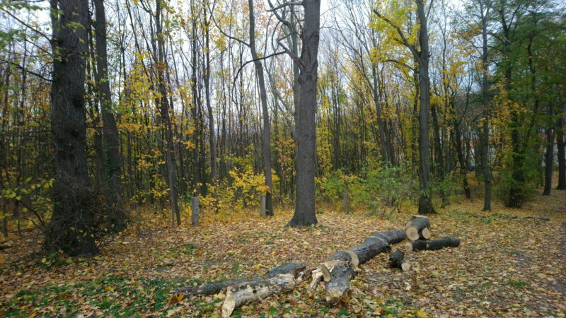 Der Wald auf der Seite zum Leutewitzer Park