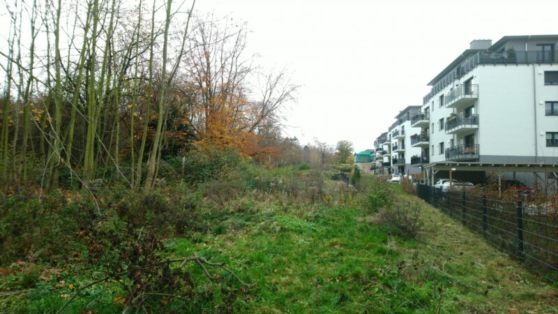 Hinter den Neubauten ist ein Zaun zum verbleibenden Wald. Hier gleich links die schützenswerte Rotbuche.