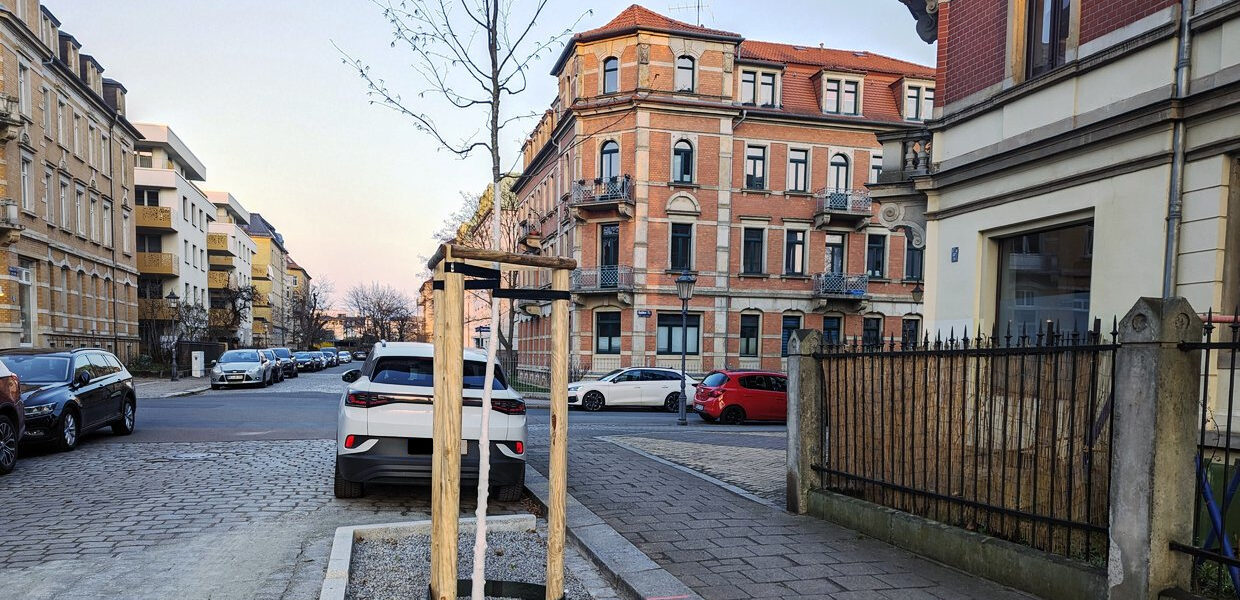 Ein frisch gepflanzter Baum steht auf seiner Fläche mit rei Holz-Stützen. Dahinter parkt ein Auto.