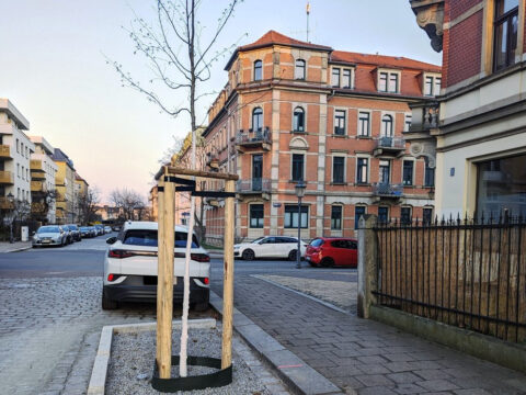 Neue Bäume auf der Braunsdorfer und Grumbacher Straße