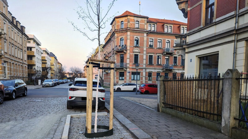 Ein frisch gepflanzter Baum steht auf seiner Fläche mit rei Holz-Stützen. Dahinter parkt ein Auto.